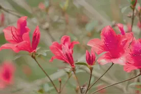 雨林秘境 | 既能上山又能下河的海南杜鹃 我国是杜鹃花的故乡视频封面