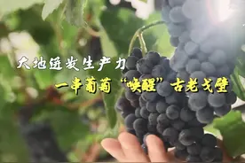 大地迸发生产力：一串葡萄“唤醒”古老戈壁#紫梦贺兰视频封面