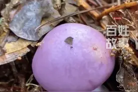 #这蘑菇还没下锅就感觉到好有韵味  都说颜色鲜艳的蘑菇大多有毒，但要是在餐桌上看到紫色的它，可别吓一跳！它就是秋冬季常见食用菌——紫丁香蘑菇。