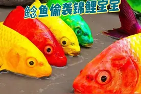 锦鲤宝宝在玩捉迷藏，结果被鲶鱼偷袭了，锦鲤真倒霉啊 #儿童动画视频封面