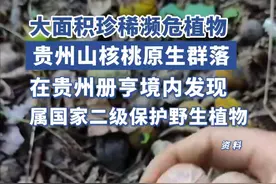 贵州册亨境内发现大面积珍稀濒危植物贵州山核桃原生群落。 #贵州册亨   #贵州山核桃   #濒危植物   
编辑：朱林松 
责编：文   森 
编审：张福丽视频封面