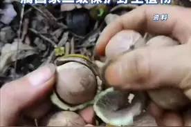 贵州册亨境内发现大面积珍稀濒危植物贵州山核桃原生群落。 #贵州册亨   #贵州山核桃   #濒危植物   
编辑：朱林松 
责编：文   森 
编审：张福丽视频封面