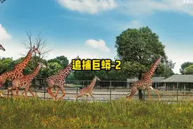 水中的巨蟒蛇窝后续来了 水中巨蟒后续#动物世界 #蛇视频封面