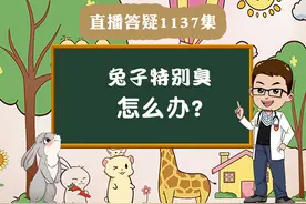 兔子特别臭怎么办？#宠物兔视频封面