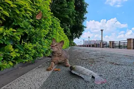猫咪真的不能吃生鱼吗？它们很爱吃。 #钓鱼遇到猫