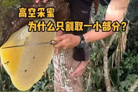 高空采蜜，采蜜人为什么只割取一小部分蜂巢？ #科普 #解压 #采蜜人 #涨知识 #内容启发搜索
