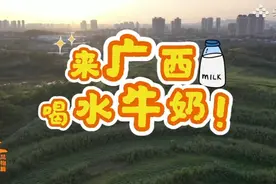 甜美广西风物篇·水牛奶#广西 #甜美广西 #水牛奶视频封面