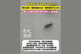 韩国首尔“爱情虫”爆发！建议近期赴韩的朋友做好心理准备 #爱情虫 #首尔