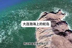 大连渤海上 1.2 平方公里蛇岛，居然藏了2万剧毒黑眉蝮蛇视频封面