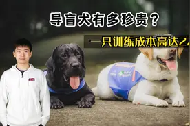 导盲犬有多珍贵？一只训练成本高达22万，还供不应求！ #热点视频封面