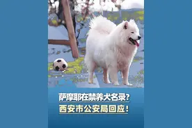 6月30日西安公安回应“萨摩耶、哈士奇为禁养犬”：2012年就开始施行了，按平均身高划分（中国新闻周刊）#大象主播说