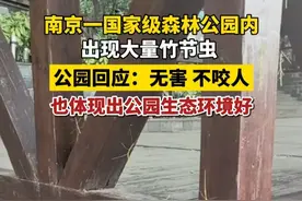 南京一国家级森林公园内出现大量竹节虫 公园回应：无害，不咬人 也体现出公园生态环境好 #竹节虫