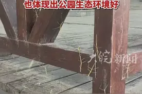 南京一国家级森林公园内出现大量竹节虫 公园回应：无害，不咬人 也体现出公园生态环境好 #竹节虫