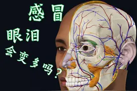 感冒时，眼泪为什么会变多了？3D演示眼泪产生与流出。 #解剖学