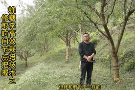 蜂糖李高效栽培技术之修剪时间节点把握#蜂糖李视频封面
