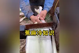 蕉麻冷知识，加工过程很解压！ #蕉麻 #科普 #解压视频封面