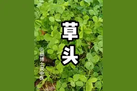 春天的美味，野菜，草头，苜蓿 #草头 #苜蓿 #科普 #草药植物知识百科大全 #胡博士说中医视频封面