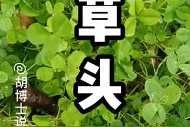 春天的美味，野菜，草头，苜蓿 #草头 #苜蓿 #科普 #草药植物知识百科大全 #胡博士说中医视频封面