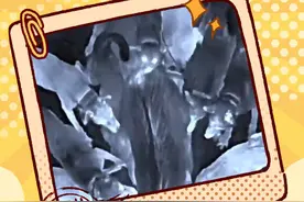 重托犬是什么犬？一出场就是高燃瞬间！ #重托#踏雪宝宝#大型犬的温柔#猎犬#野猪泛滥@DOU+小助手视频封面