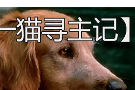 《两狗一猫寻主记》 （第3/3段），两狗一猫被主人遗弃，踏上千里寻主之路的冒险之旅！#金毛  #动物成精 #猫狗双全 #狗是人类最忠诚的朋友视频封面