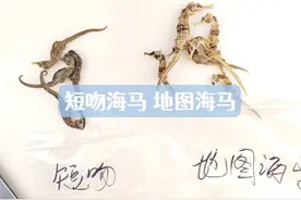 地图海马、短吻海马 两种比较少见的海马#海马 #自然 #鱼视频封面