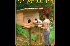 收集蚂蚁卵，采摘李子，鸡圈里饲养的小鸡竟在一夜之间损失大半视频封面