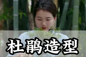 没有难看的杜鹃，只有不会造型的盆景人。 把绿化带小苗变成盆景，你们学会了吗？#杜鹃 #盆景 #盆景造型 #盆景艺术视频封面