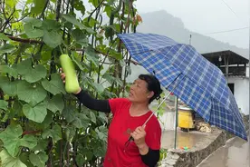 阿凯家头一年种瓠子，老妈摘下来包饺子，下雨天吃饺子好惬意啊视频封面