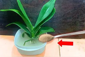蝴蝶兰开花后枯萎了不要急于扔掉，半个月浇一次马上长出无数新根视频封面