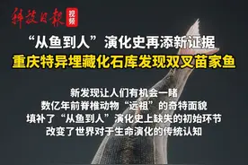 “从鱼到人”演化史再添新证据！重庆特异埋藏化石库发现双叉苗家鱼视频封面