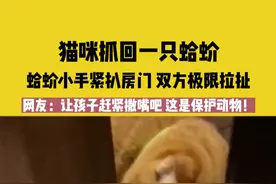猫咪抓回一只蛤蚧，蛤蚧小手紧扒房门 双方极限拉扯，网友：让孩子赶紧撒嘴吧 这是保护动物！#猫咪 #国家二级保护动物视频封面