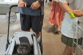 可以带狗狗逛的超市，河南也有！郑州一超市不仅可带宠物进入，还免费提供宠物推车、尿垫！#体验郑州宠物友好超市视频封面