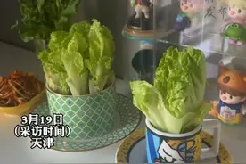 女子在家水培生菜实现生菜自由，留根3天就长这样 勤换水，“所有的菜都会水培试一下 生菜长得块”（视频素材来源：@麦子（小号）美食生活 ）@DOU+小助手 #水培 #蔬菜 #在家种菜 #生菜自由  #吃不完根本吃不完视频封面