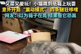 又菜又爱玩！小猫跳到纸箱上玩耍 意外开启“震动模式” 四条腿狂哆嗦 网友：以为箱子在晃 结果是它恐高 #猫咪 #猫咪的迷惑行为