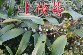 饥荒年代“土茯苓”能饱腹，如今晒干70元一斤，用途有哪些呢？视频封面
