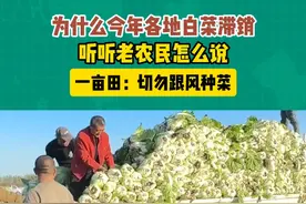 听听老菜农讲白菜滞销原因 #抖音助农 #蔬菜基地 #三农 #农业种植 #一亩田视频封面