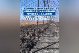 辽宁一养殖基地三次被烧总损失超5000万元：“被烧了8个大棚，其中最贵的大棚造价超百万元”#热点新闻事件 #热点追踪 #大棚 #养殖基地视频封面