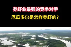 养虾业最强的竞争对手——厄瓜多尔，是怎样养虾的？#南美白对虾 #水产养殖 #三农视频封面