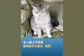 2月13日，广东东莞，主人晚上不在家，猫咪偷开水龙头“淹家”，“它看起来挺害怕 就算了”