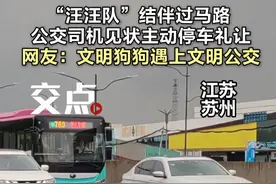 苏州街头“汪汪队”排队过马路，公交司机主动停车礼让。（张锦涛 王家齐） #汪汪队 #文明出行 #公交 #江苏 #苏州视频封面