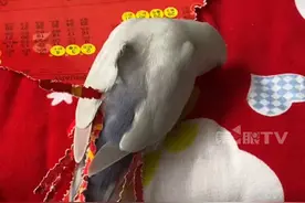 鹦鹉过年也要穿新衣！悄悄把春联拖到地上，撕成一条条的装饰尾巴。鹦鹉：你看我美吗？#鹦鹉🦜 #神奇动物在抖音 #过年仪式感 （来源：@🌈🌈我爱吃香菜 ）视频封面