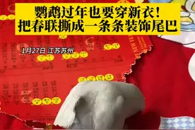鹦鹉过年也要穿新衣！悄悄把春联拖到地上，撕成一条条的装饰尾巴。鹦鹉：你看我美吗？#鹦鹉🦜 #神奇动物在抖音 #过年仪式感 （来源：@🌈🌈我爱吃香菜 ）视频封面