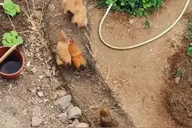 老爷爷在院子里自制™鸡隧道”，从鸡舍直通小鸡的后花园，“既能让鸡自由活动 又能种菜”视频封面