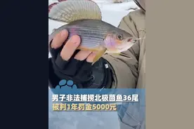每尾价值1250元！男子非法捕捞36尾国家二级保护动物北极茴鱼，被判刑并罚款（红星新闻）