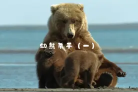 母熊为了保护幼崽，和公熊大战，手掌骨折 #动物 #动物世界视频封面