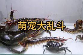 将螃蟹，蝎子，蜈蚣放在一起，最后谁会赢，这才萌宠大乱斗#萌宠