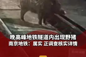 晚高峰地铁隧道内出现野猪 南京地铁：属实 正调查核实详情视频封面