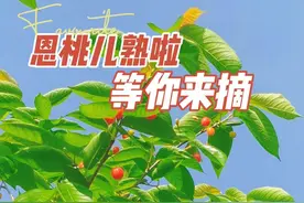 “恩桃儿”熟啦！这个周末带上家人朋友，实现樱桃自由！#采摘采摘啦#樱桃#广安 视频封面