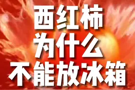 西红柿为什么不能放冰箱冷藏？ #冷知识 #西红柿 #西红柿放冰箱视频封面