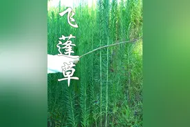 儿时用来练棍法的飞蓬草，你小时候玩过吗？ #飞蓬草 #小飞蓬 #你的家乡有这种植物吗 #植物科普 #恶性杂草